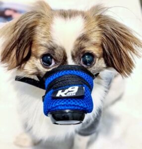What is the Difference in Particulate Matter PM2.5 and PM10? – K9 Mask® by  Good Air Team